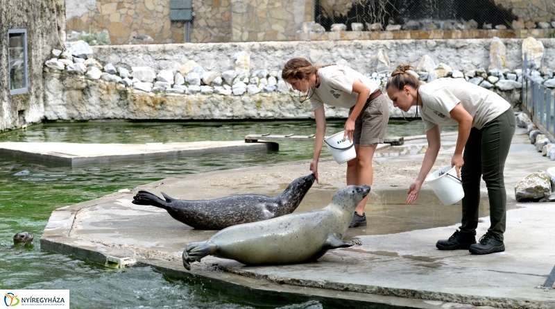 Nevet kapott a borjúfóka bébi