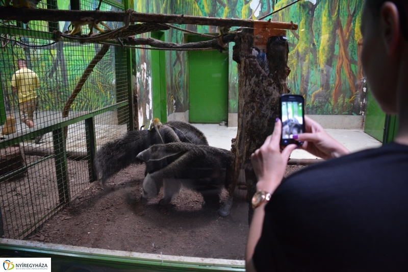 Halálfejes majmocska született