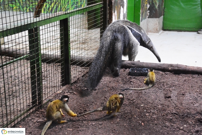 Halálfejes majmocska született