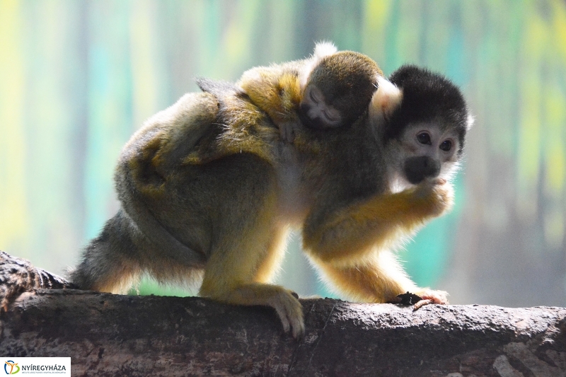 Halálfejes majmocska született