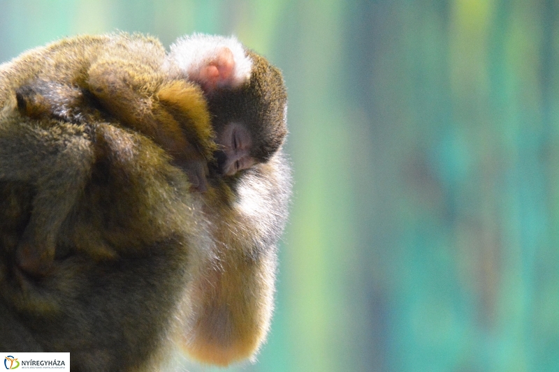 Halálfejes majmocska született