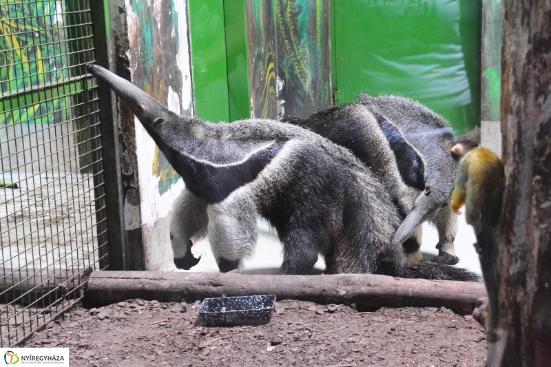 Halálfejes majmocska született