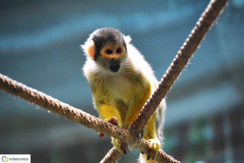 Halálfejes majmocska született