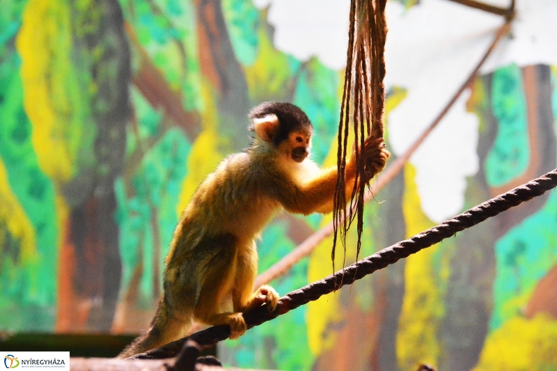 Halálfejes majmocska született