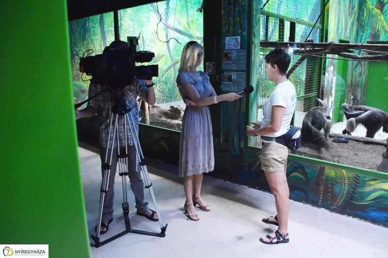 Halálfejes majmocska született