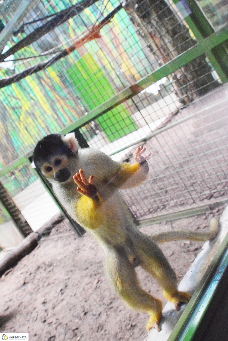 Halálfejes majmocska született