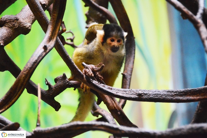 Halálfejes majmocska született