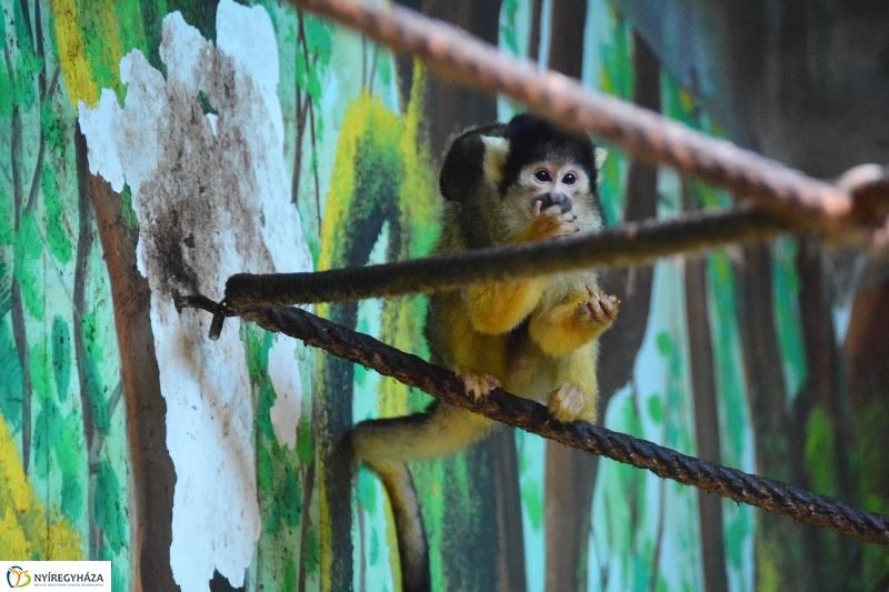 Halálfejes majmocska született