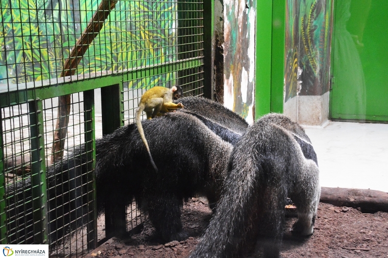 Halálfejes majmocska született