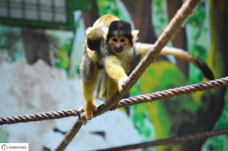 Halálfejes majmocska született