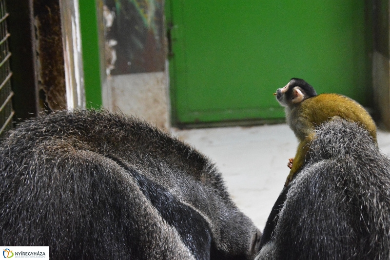 Halálfejes majmocska született