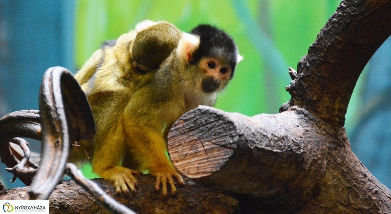 Halálfejes majmocska született