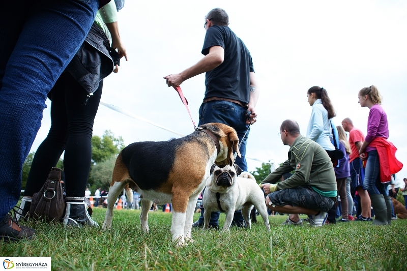 Fesztivál az állatokért 2015
