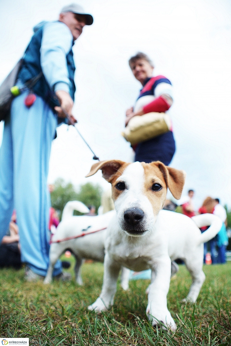 Fesztivál az állatokért 2015