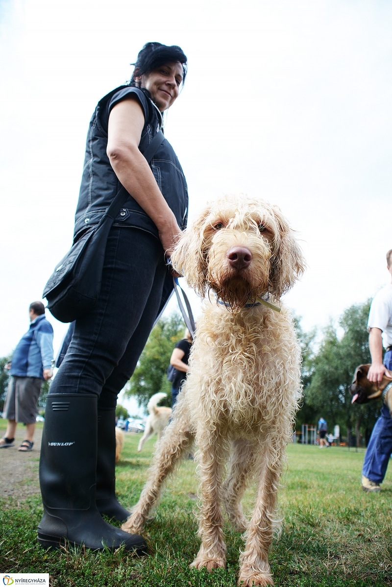 Fesztivál az állatokért 2015