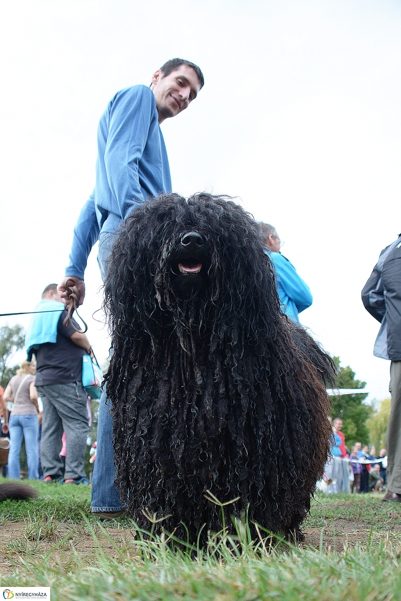 Fesztivál az állatokért 2015