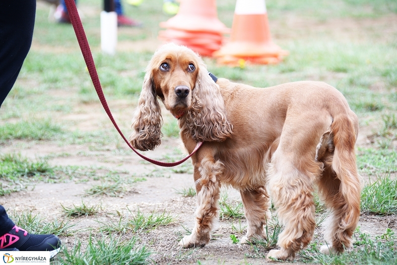 Fesztivál az állatokért 2015