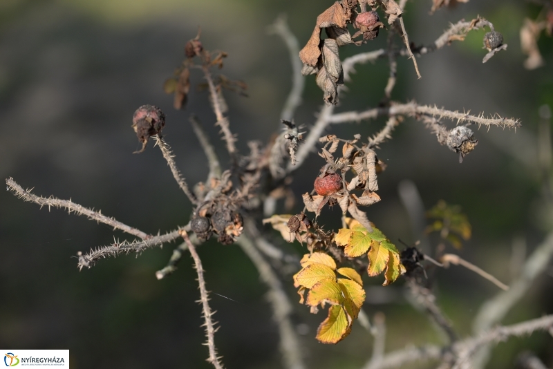 Sóstói séta a tó körül