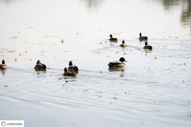 Sóstói séta a tó körül