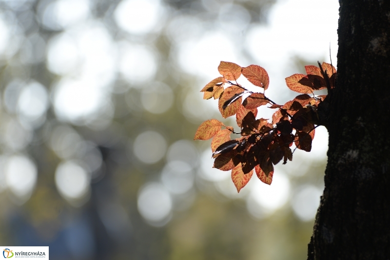 Belvárosi séta az őszi napsütésben