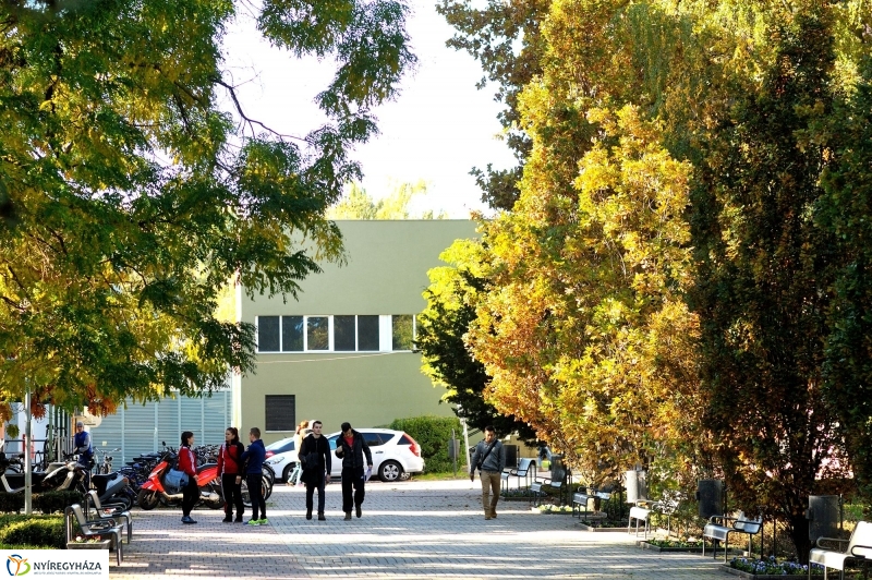 Testnevelési és Sportudományi Szakmai Kollégium sajtótájékoztatója