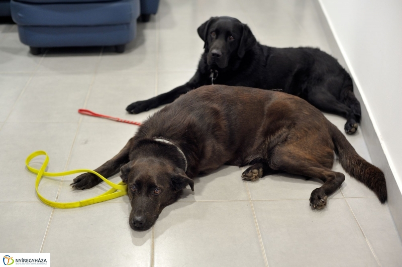 Speciális Mentősök a Szieszta c. műsorban