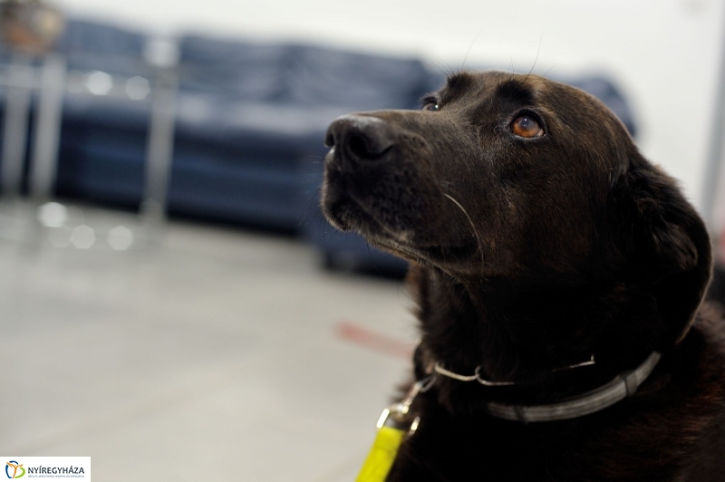 Speciális Mentősök a Szieszta c. műsorban