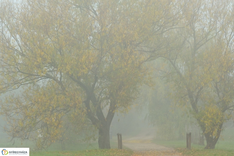 Nád a házam teteje