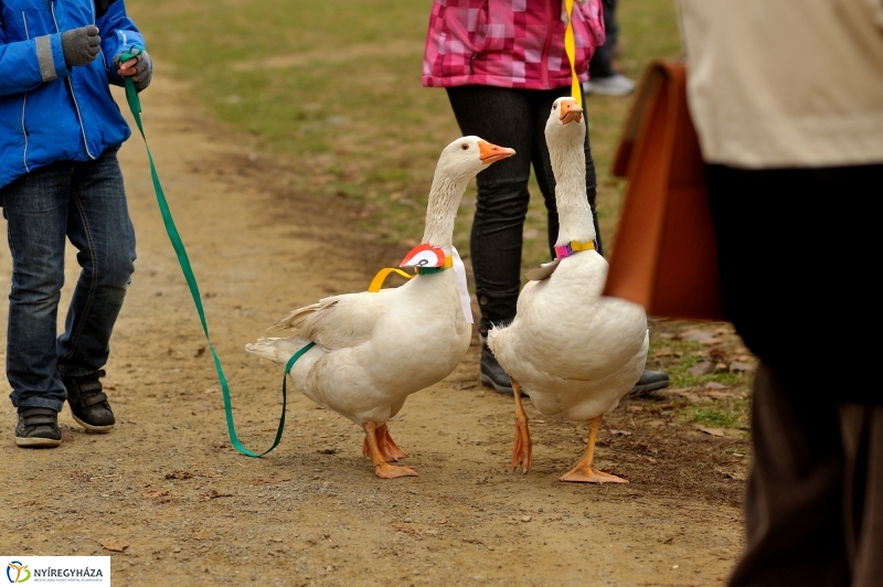 Márton-napi vigasságok 2015