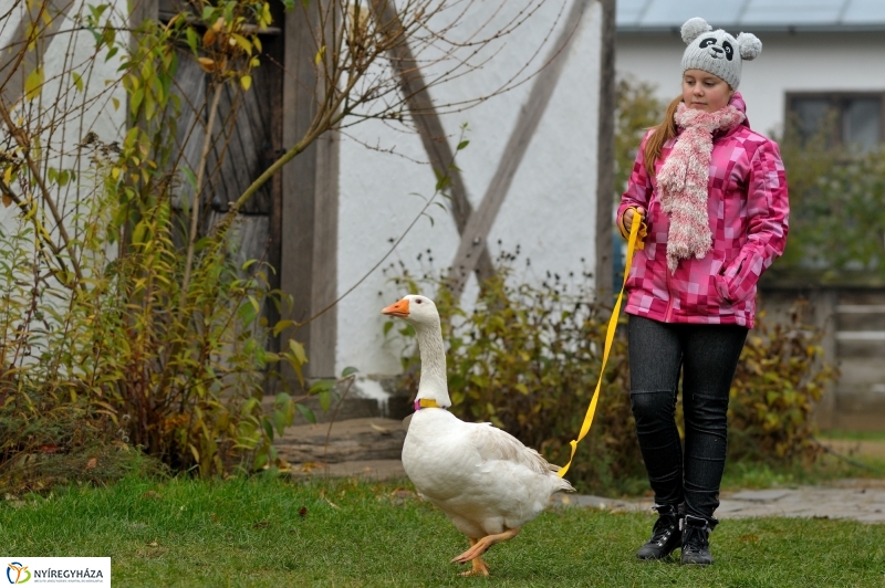 Márton-napi vigasságok 2015