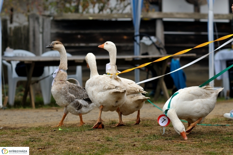 Márton-napi vigasságok 2015