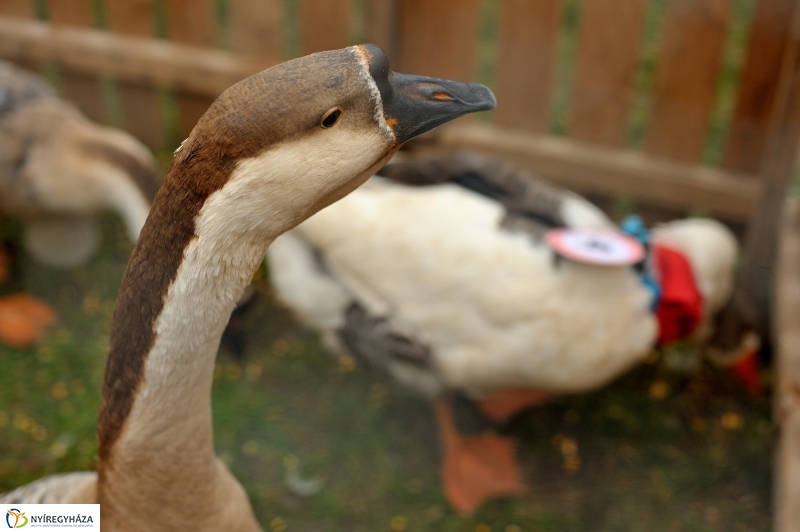 Márton-napi vigasságok 2015