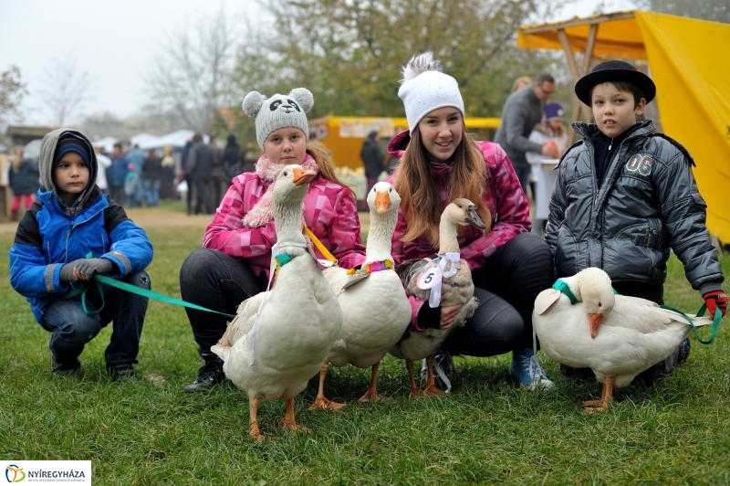 Márton-napi vigasságok 2015