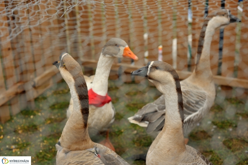 Márton-napi vigasságok 2015