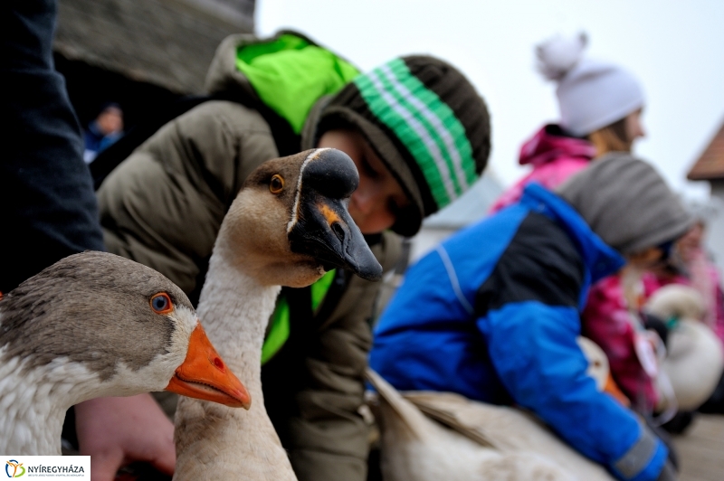 Márton-napi vigasságok 2015