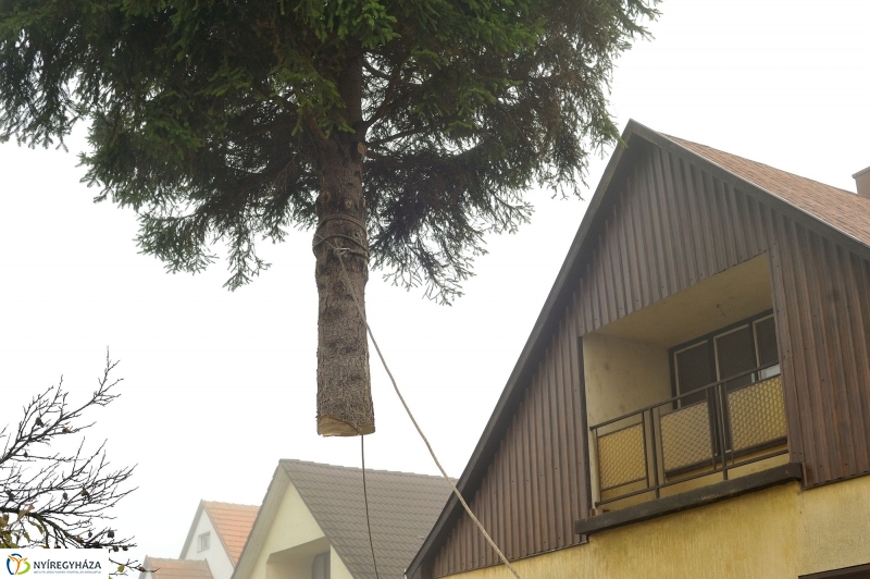 Kossuth térre érkezett a karácsonyfa