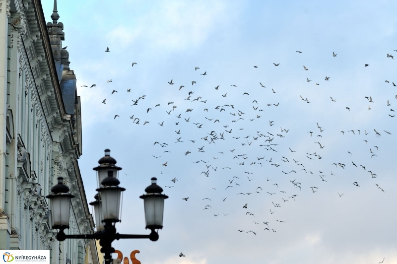 Séta a Karácsonyi Forgatagban