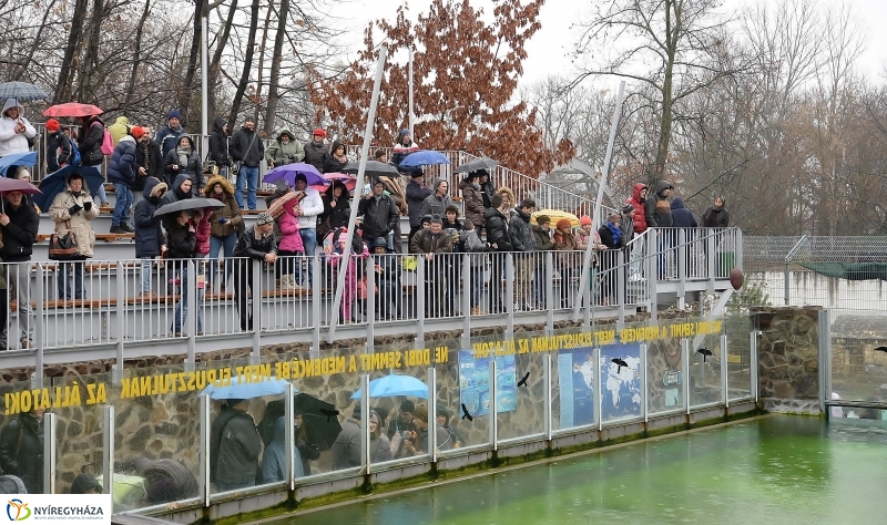 100 forintos nap az Állatparkban