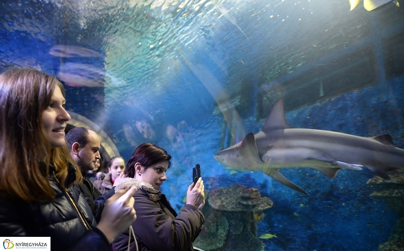 100 forintos nap az Állatparkban