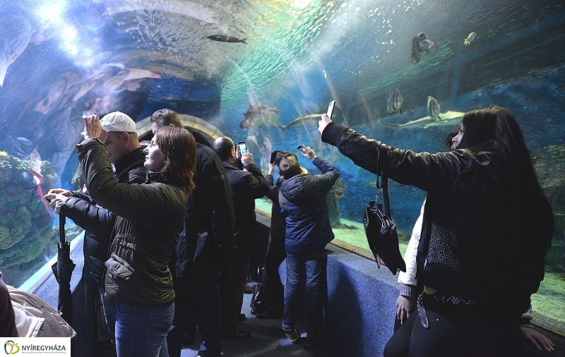 100 forintos nap az Állatparkban