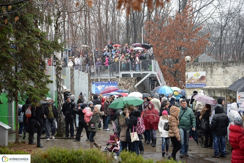 100 forintos nap az Állatparkban