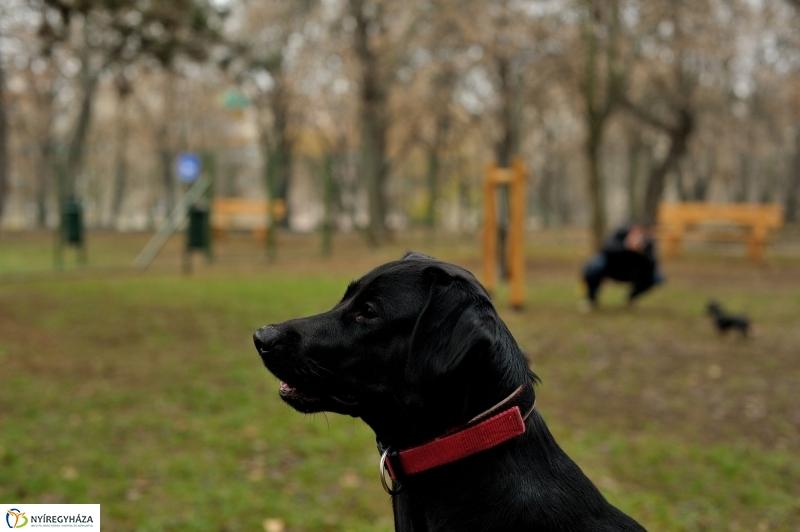 Átadták a kutyafuttatót a Jósavárosban