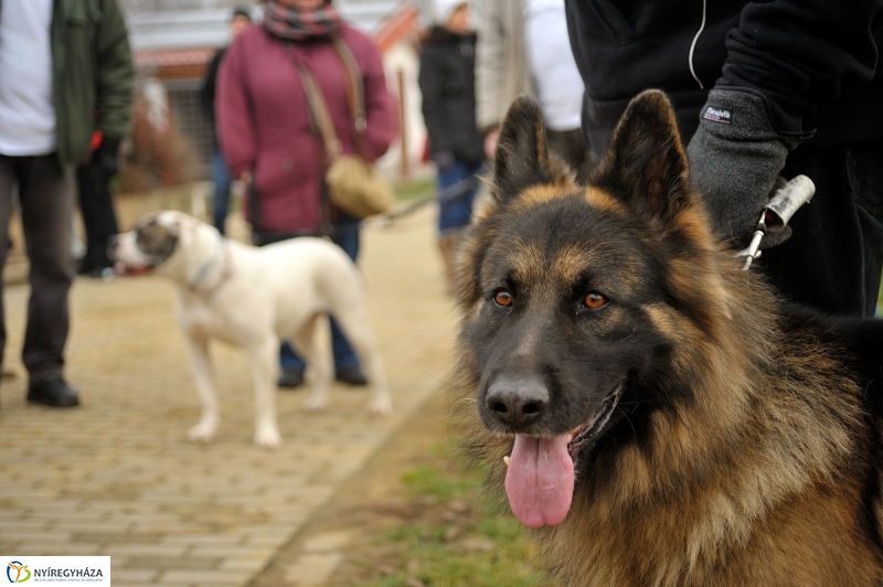 Állatok karácsonya