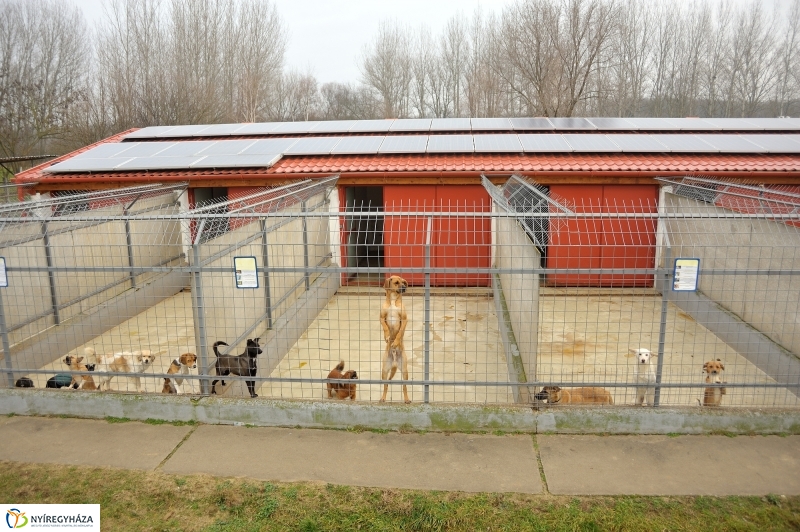 Állatok karácsonya