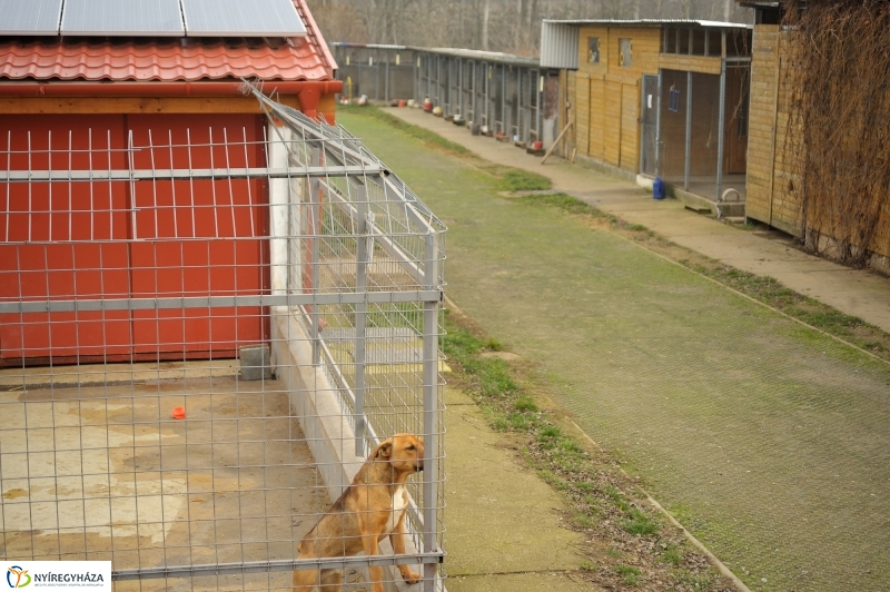 Állatok karácsonya