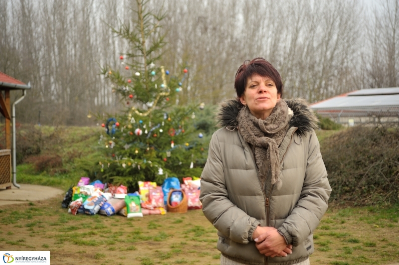 Állatok karácsonya