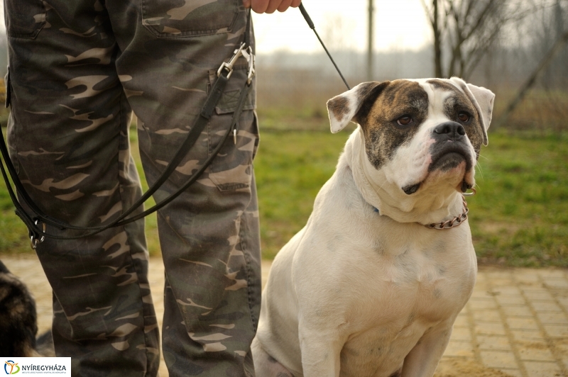 Állatok karácsonya