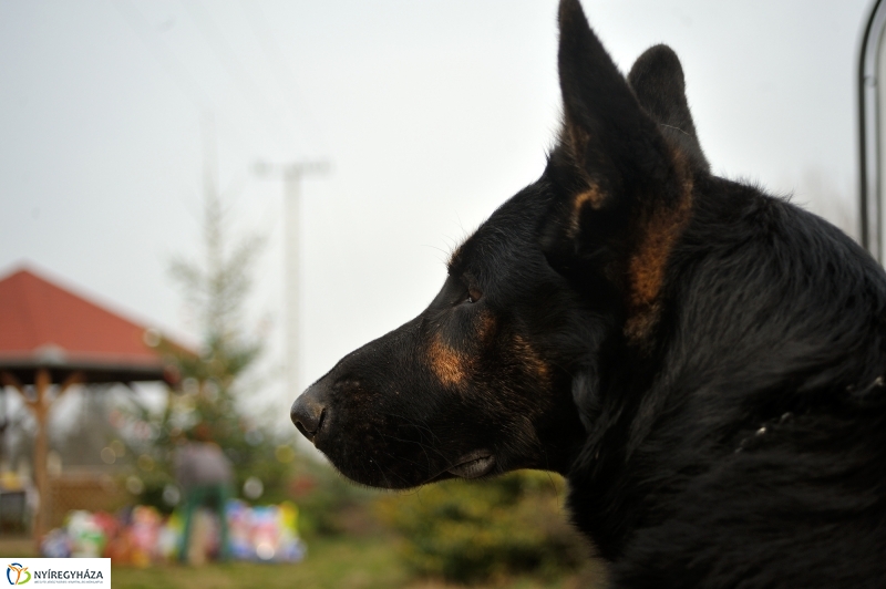 Állatok karácsonya