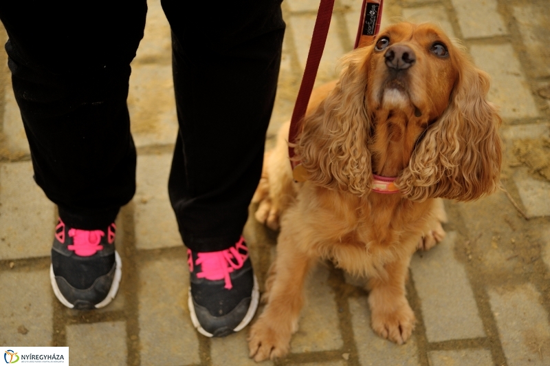 Állatok karácsonya