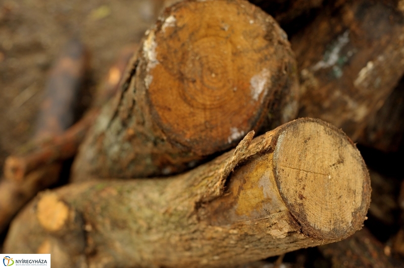 Tűzifa a rászorulóknak